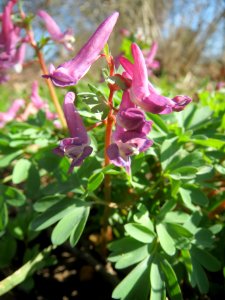 20140312Corydalis_solida