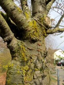 20140319Prunus_serrulata2