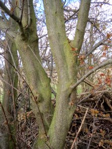 20140228Prunus_cerasifera_Hockenheimer_Rheinbogen08