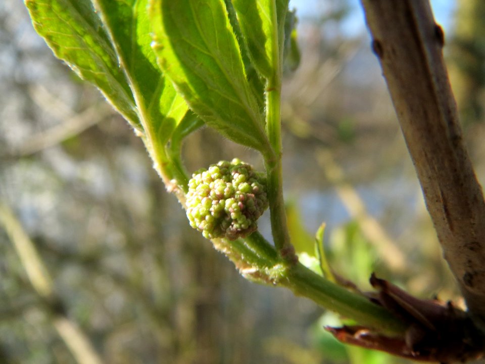 20140314Sambucus_nigra