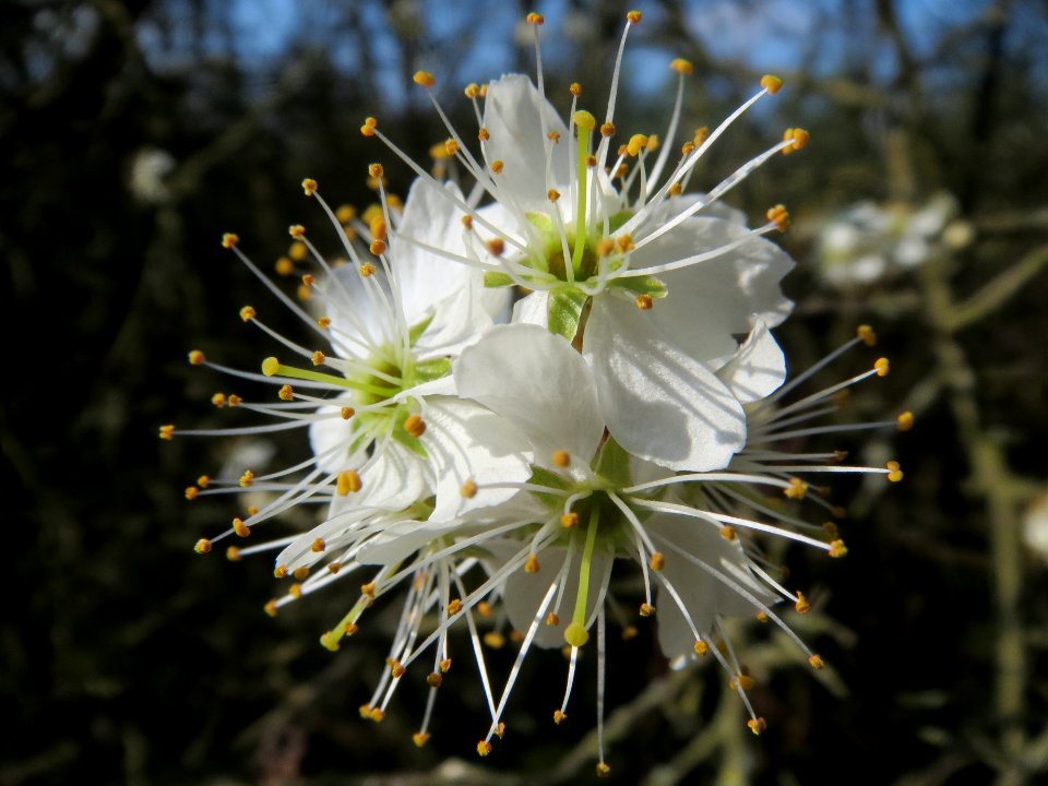 20140316Prunus_spinosa9