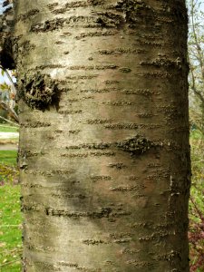 20140319Prunus_serrulata3