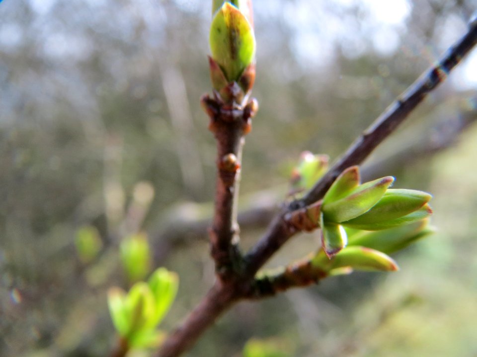20140227Ligustrum_vulgare2
