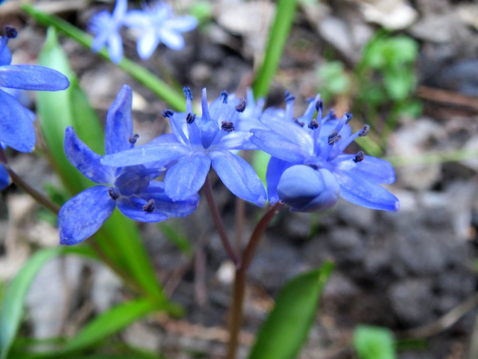 20140313Scilla_luciliae3