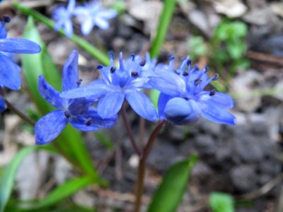 20140313Scilla_luciliae3