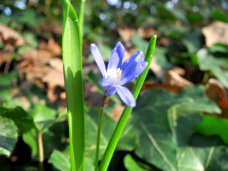 20140319Scilla_luciliae10