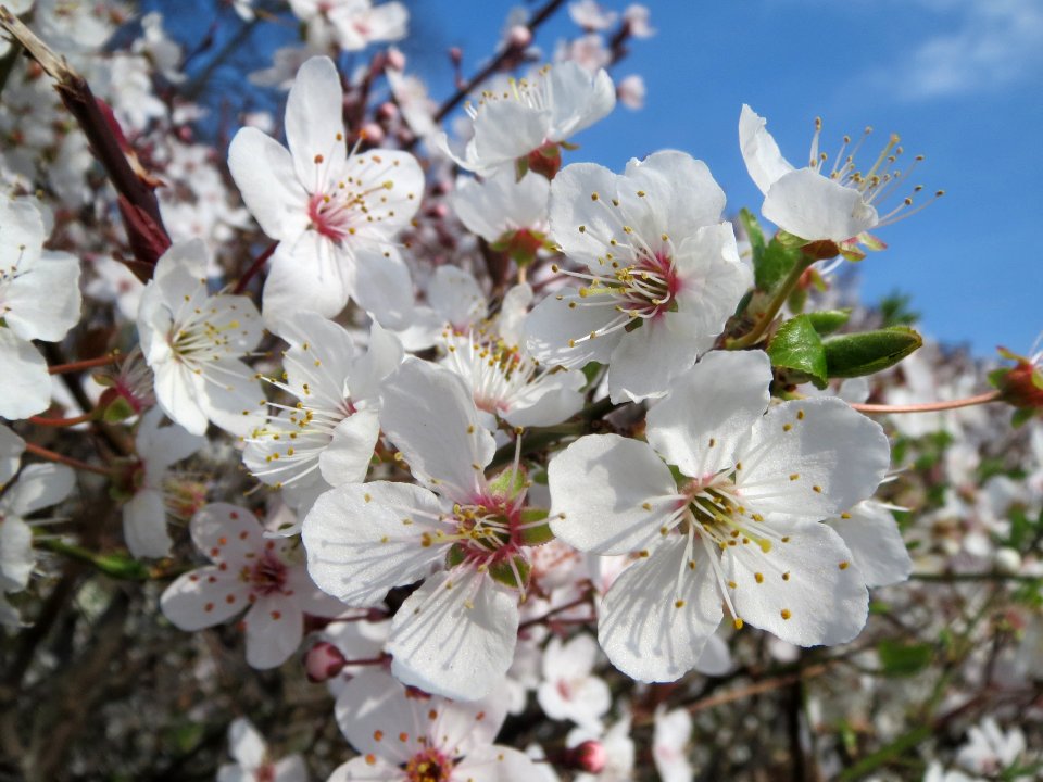 20140317Prunus_cerasifera_Hockenheim6