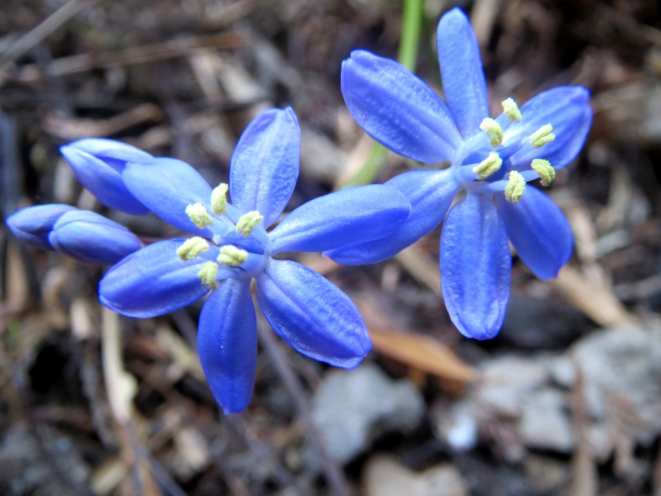 20140313Scilla_luciliae1
