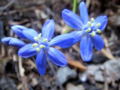 20140313Scilla_luciliae1