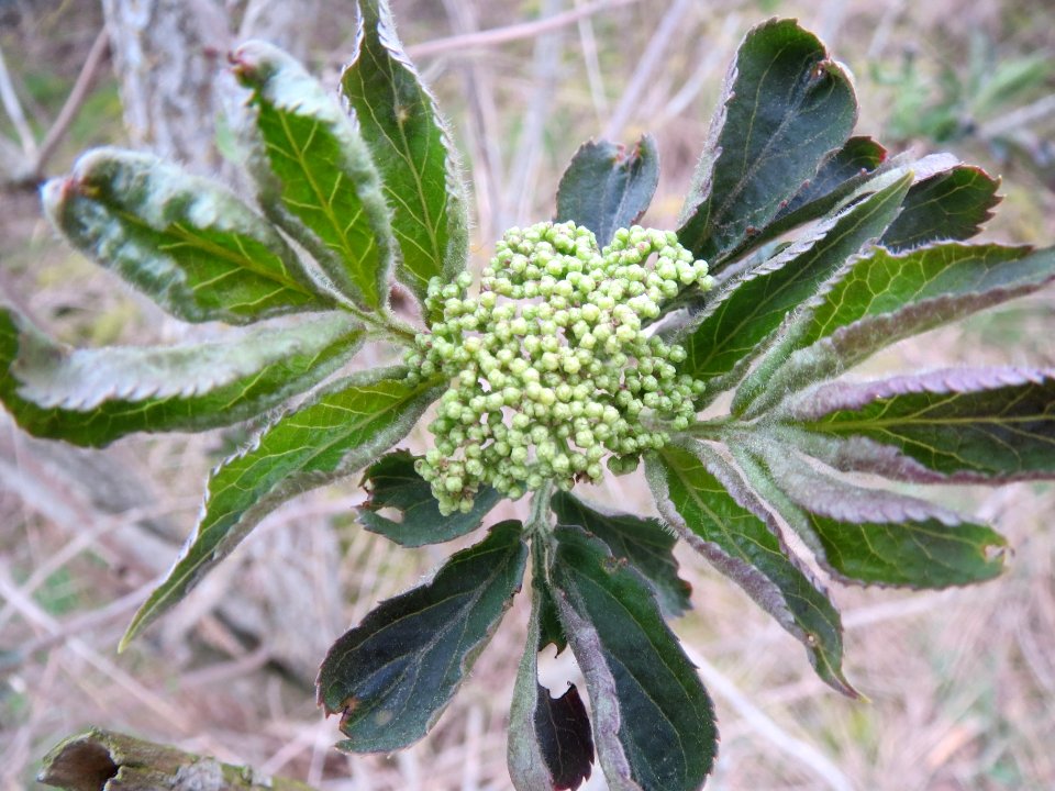 20140318Sambucus_nigra1