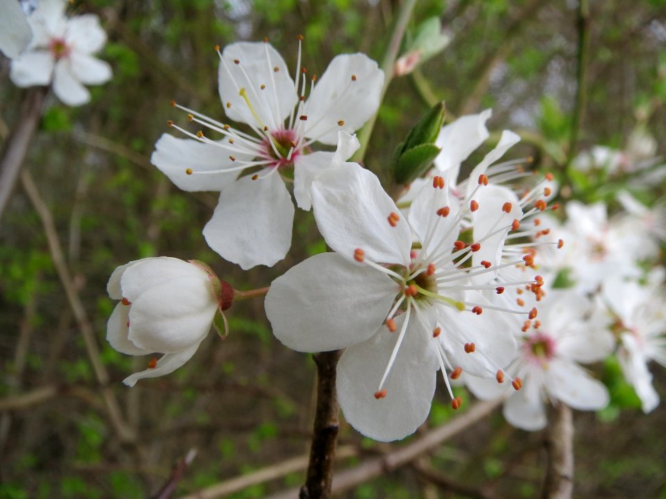 20140316Prunus_spinosa2