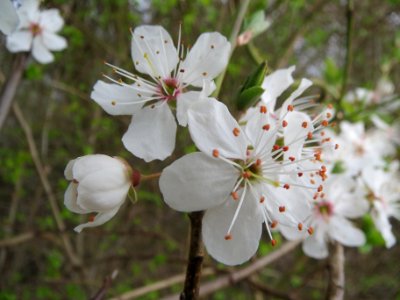 20140316Prunus_spinosa2