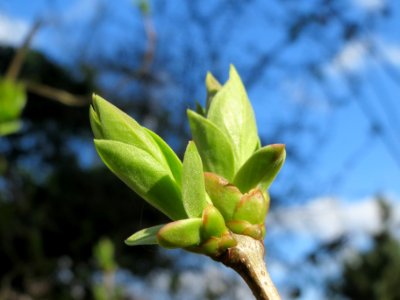 20140319Syringa_vulgaris