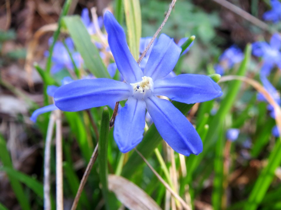 20140319Scilla_luciliae06