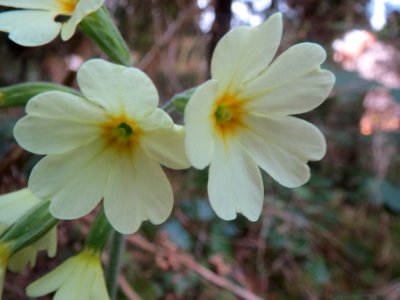 20140313Primula_elatior3
