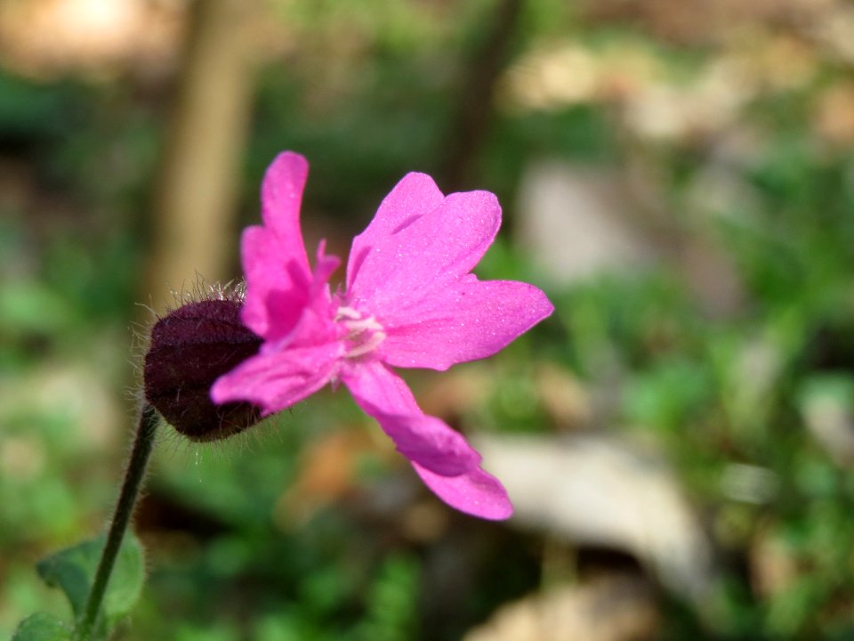 20140319Silene_dioica