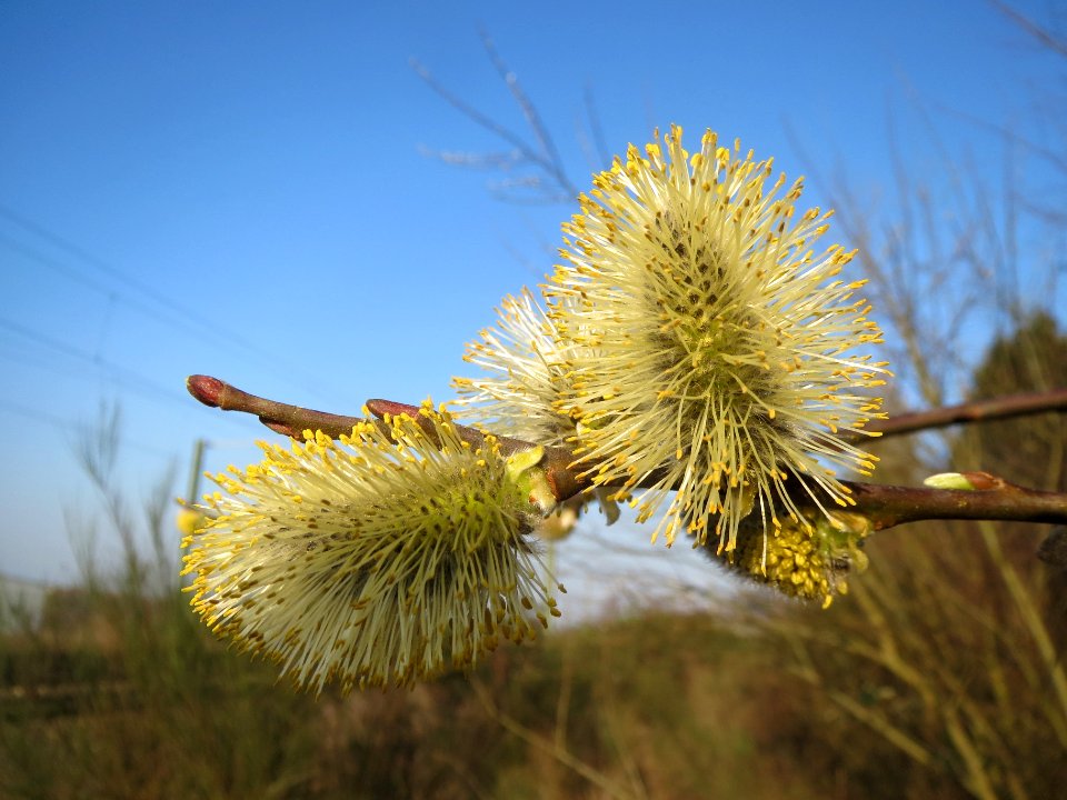 20140314Salix_caprea3