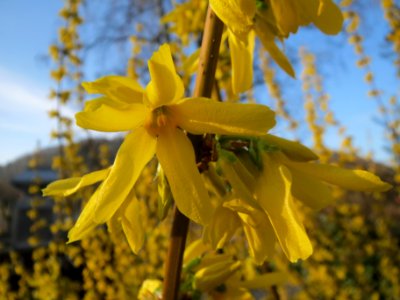 20140311Forsythie_Saarbruecken