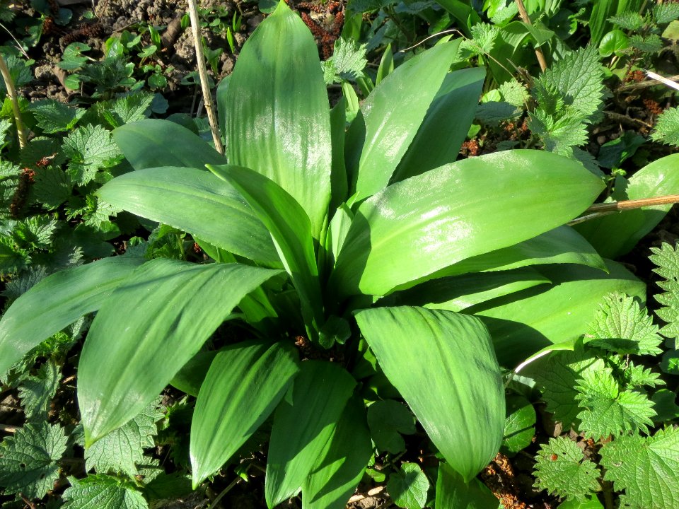 20140312Allium_ursinum