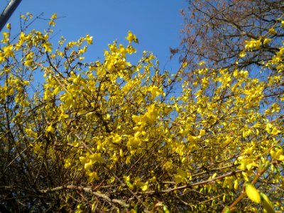 20140311Forsythie_Saarbruecken1