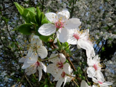 20140317Prunus_cerasifera_Hockenheimer_Rheinbogen2