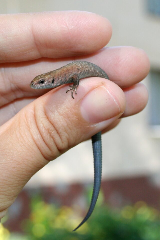 Hand russia reptile