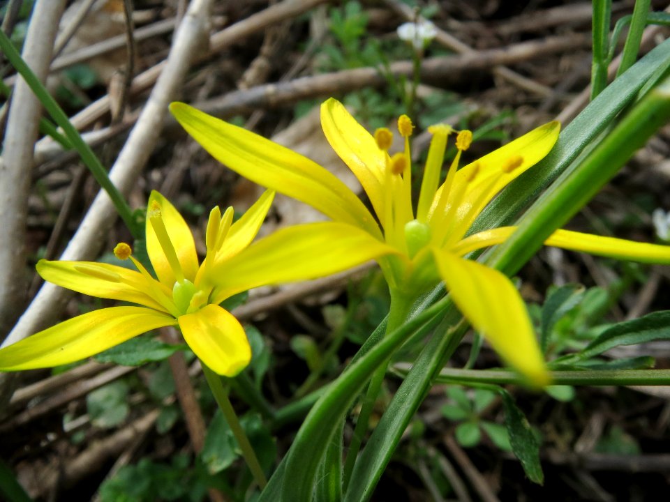 20140319Gagea_villosa