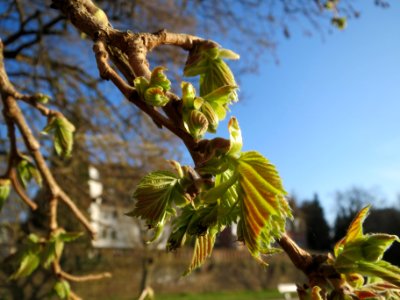 20140311Corylus_colurna1