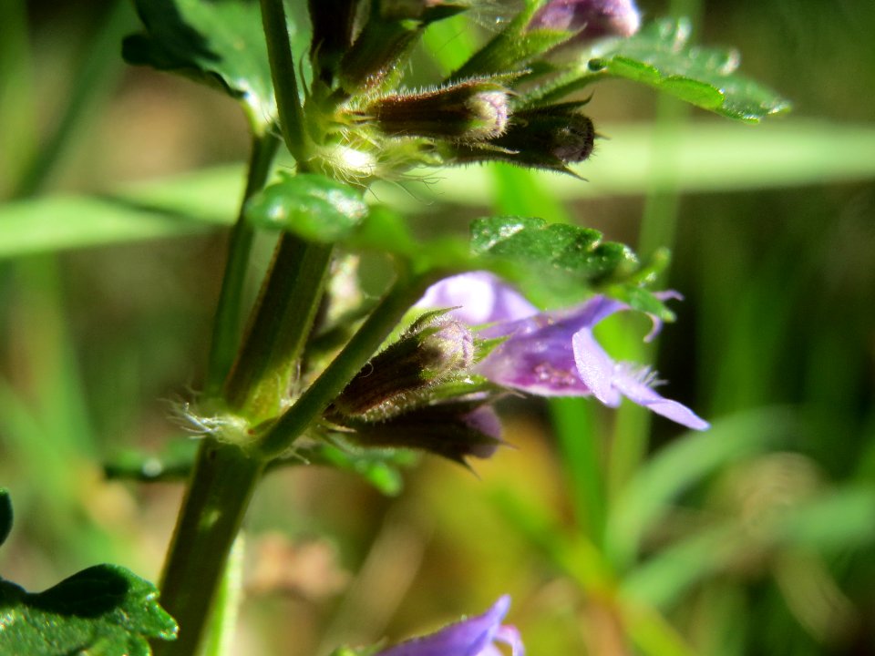 20140320Glechoma_hederacea2