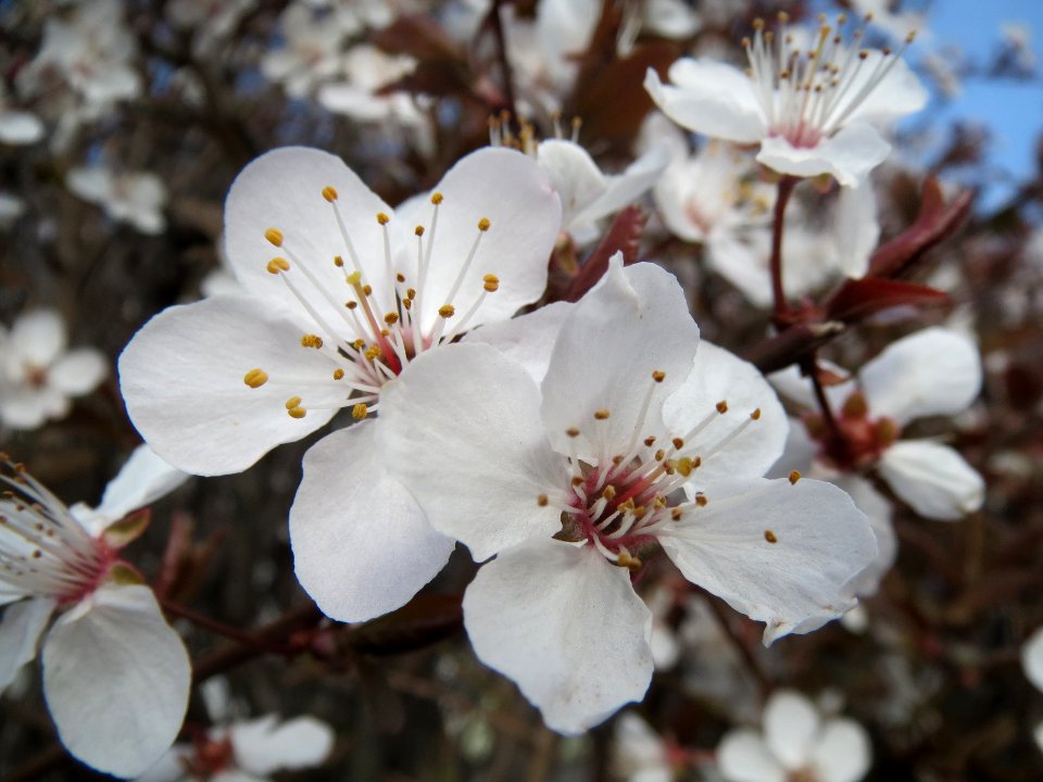20140317Prunus_cerasifera_Hockenheim4