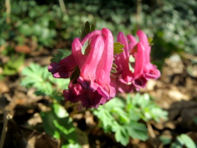 20140311Corydalis_solida5