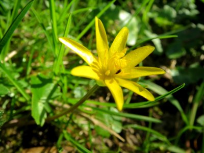 20140320Ficaria_verna