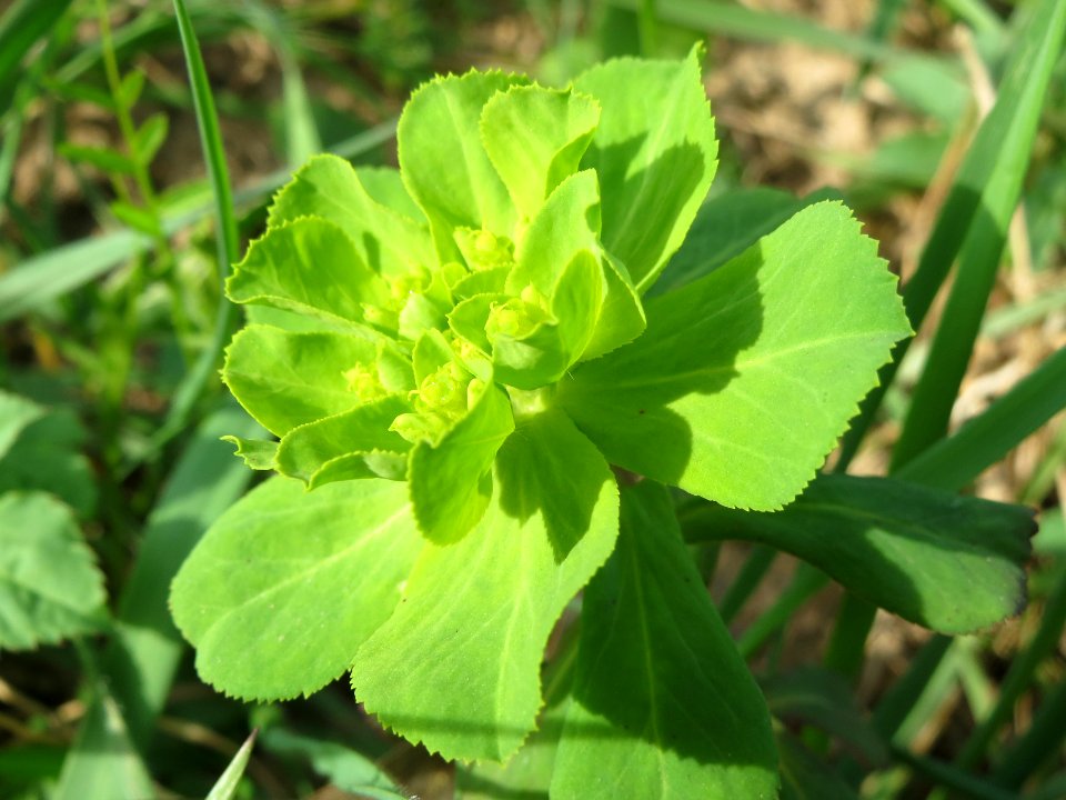 20140319Euphorbia_helioscopia3