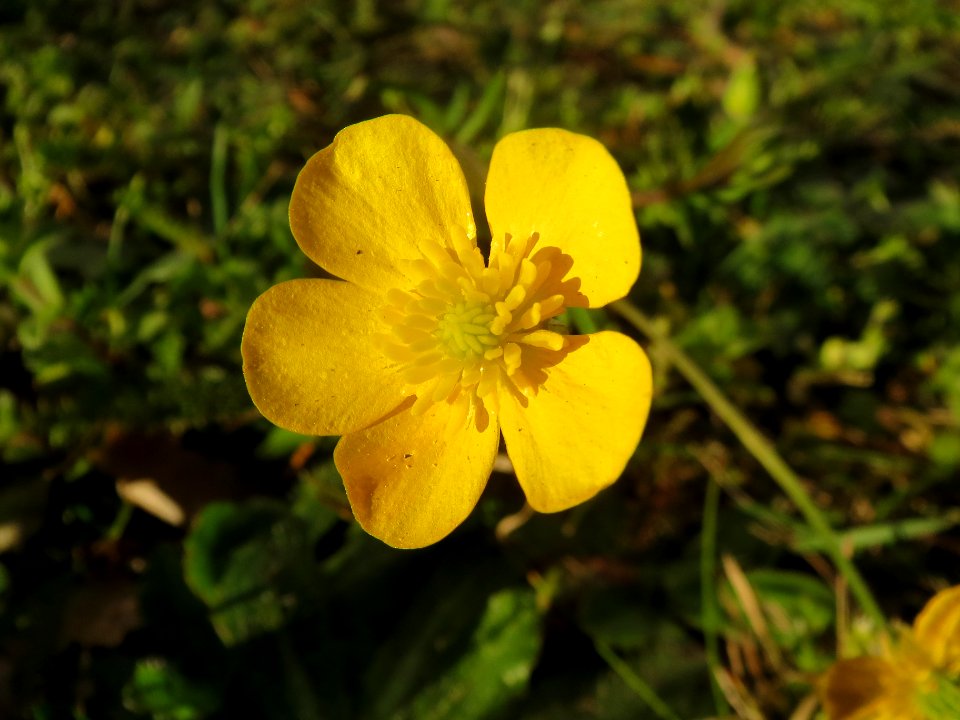 20140320Ranunculus_acris2