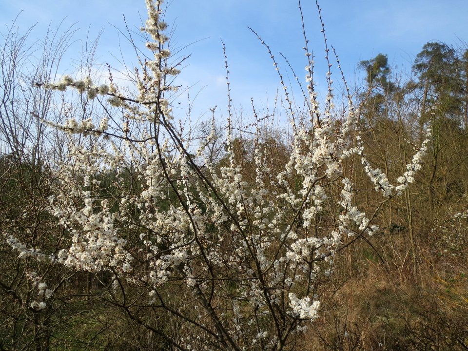 20140319Prunus_spinosa1