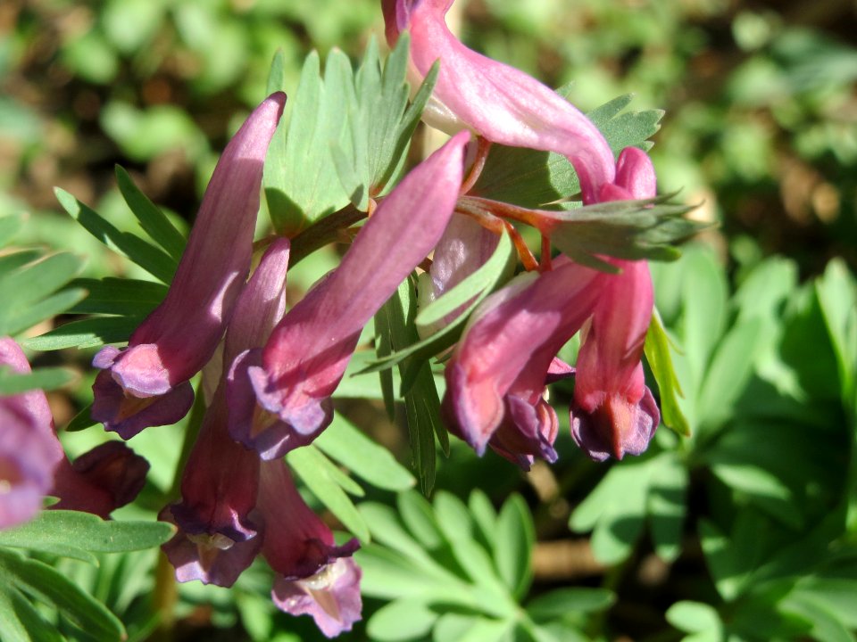 20140311Corydalis_solida3