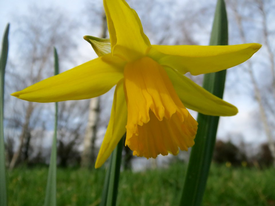 20140227Narcissus_pseudonarcissus2