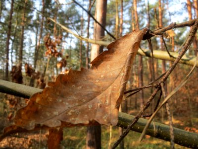 20140321Castanea_sativa