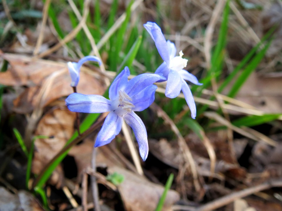 20140319Scilla_luciliae01