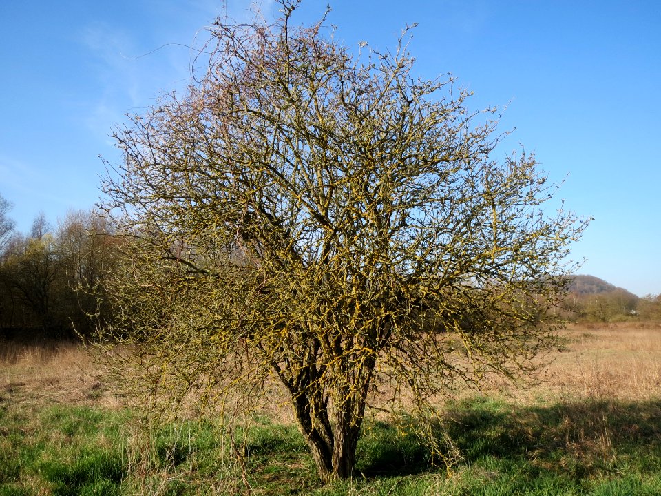 20140311Sambucus_nigra4