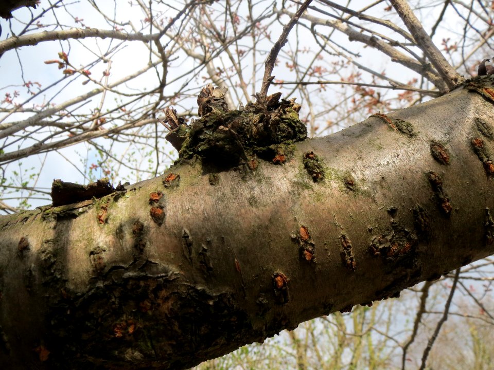 20140319Prunus_serrulata7