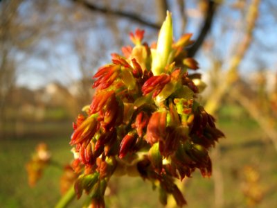 20140311Acer_negundo10