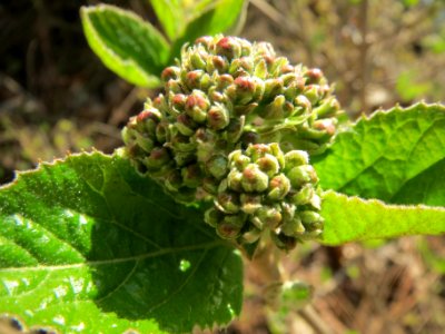 20140312Viburnum_lantana4