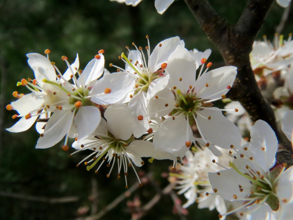 20140319Prunus_spinosa2