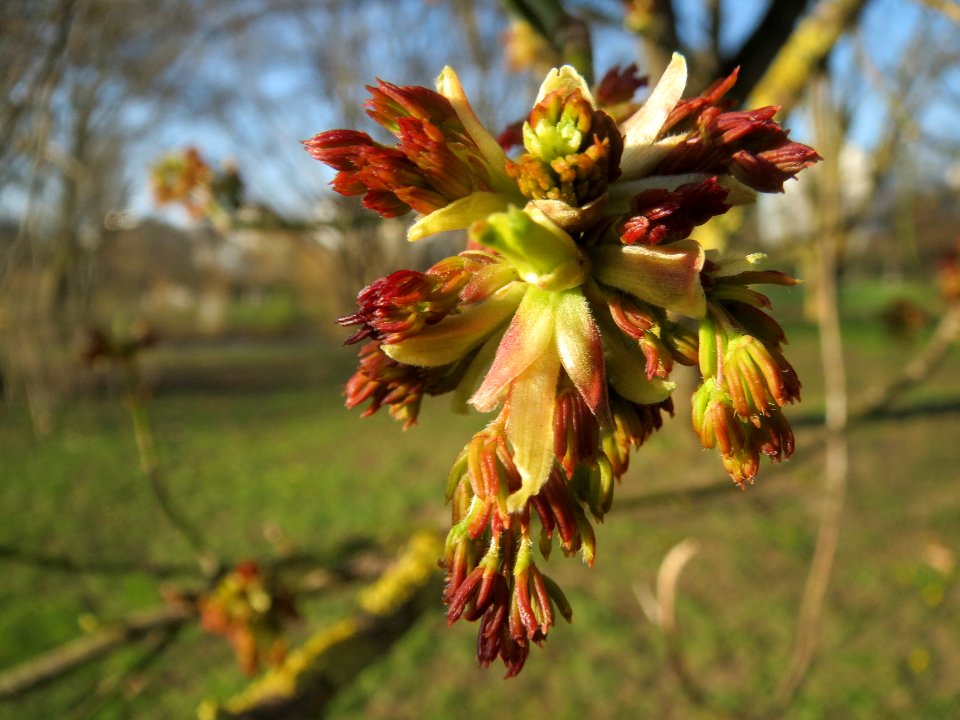 20140311Acer_negundo11