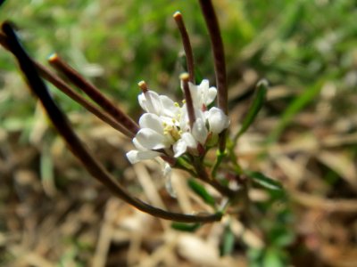 20140319Cardamine_hirsuta2