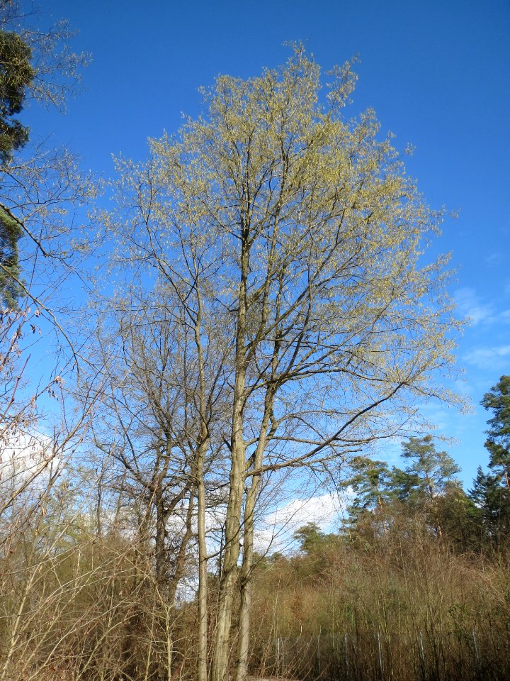 20140319Carpinus_betulus