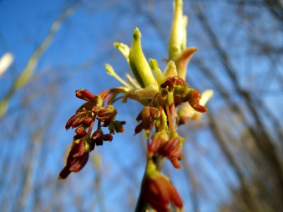 20140311Acer_negundo07
