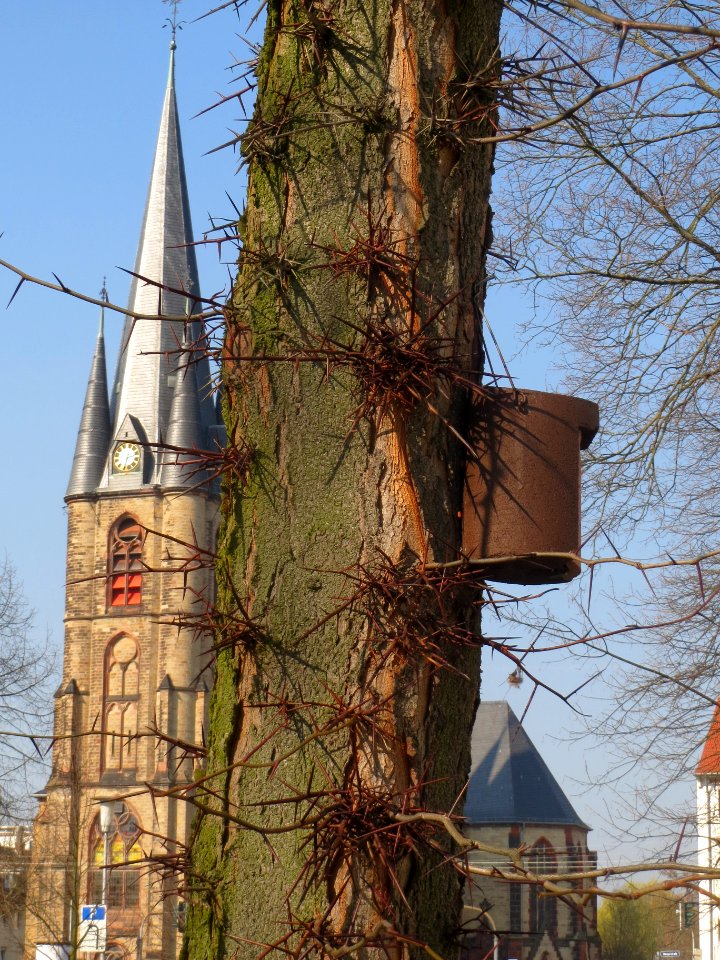 20140313Gleditsia_triacanthos1