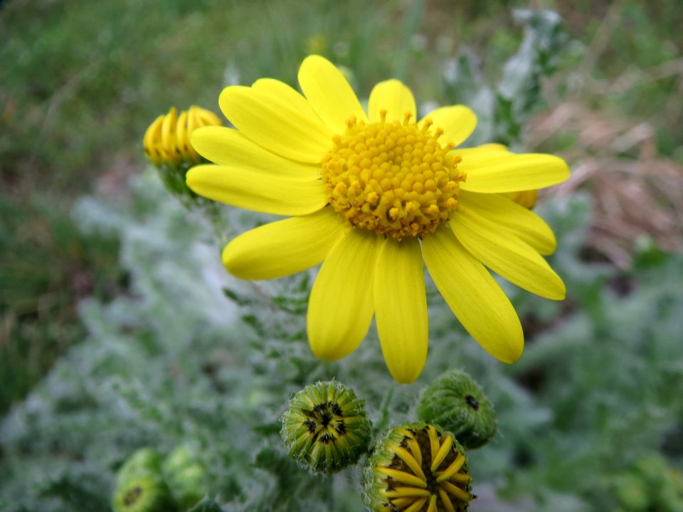 20140318Senecio_vernalis2